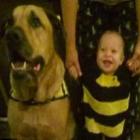 cao_da_raca_mastiff_mata_bebe_durante_a_festa_de_primeiro_aniversario_dele_