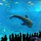 Gigantesco aquário japonês - vídeo