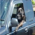 deu_a_louca_nos_animais_6