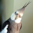 calopsita_mansa_&ndash;_como_comprar