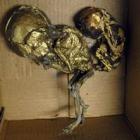 homem_e_preso_com_cadaver_de_bebes_cobertos_com_ouro_destinados_a_magia_negra