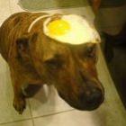 cachorro_faz_sucesso_usando_chapeus_de_comida