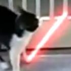 gato_jedi_vs_pitbull