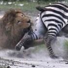 zebra_fuck_yea