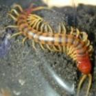scolopendra_gigantea_a_gigantesca_centopeia_da_amazonia