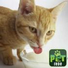 receita_de_&ldquo;leite_artifical&rdquo;_para_gatos