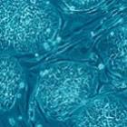 nanoparticulas_ajudam_a_investigar_celulastronco