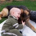 como_descobrir_qual_e_o_cachorro_ideal_para_seu_filho