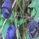 essa_flor_possui_toxinas_capazes_de_matar_um_animal_com_cerca_de_40_tonelada
