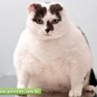 Gato gorducho de 18 kg vira celebridade nos EUA Share