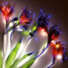 Fotografias de flores eletrificadas