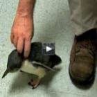 Vídeo mostra pinguim sentindo cócegas