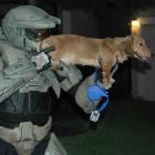 nao_faca_do_seu_cachorro_uma_arma_a_vitima_pode_ser_voce