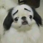 voce_ja_viu_um_cachorro_com_sobrancelhas_vai_rachar_com_esse_entao