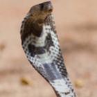 7 Fatos incríveis sobre cobras