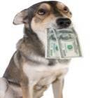 cachorro_come_r$_17_mil_e_da_prejuizo_ao_dono