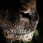 cinco_de_maio_trailer_legendado__do__horror_com_data_fatidica