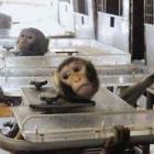 testes_em_animais_alem_de_cruel_incentiva_o_trafico_de_fauna