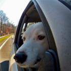 Cachorros adoram janelas de carro