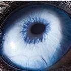 animais_incriveis_fotos_de_olhos