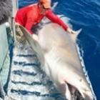  Pesquisador ‘pesca’ tubarão-touro de quase meia tonelada nos EUA