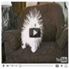cachorro_estatico