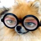 conjuntivite_tambem_afeta_animais_e_pode_ate_cegalos
