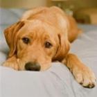 violencia_contra_os_animais