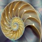 a_matematica_da_natureza_video_impressionante