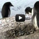 Pinguins criminosos
