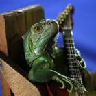 musicos_animais_