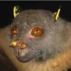 Conheça os morcegos mais bizarros do planeta