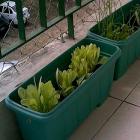 tenha_uma_horta_de_temperos_em_seu_apartamento