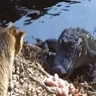 Gato enfrenta crocodilo e bota ele para correr