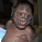 A incrível semelhança do bebê gorila com o ser humano!