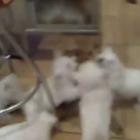 gato_sofre_ataque_de_18_caes