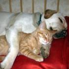 quais_os_primeiros_animais_domesticados