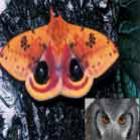livro_revela_arte_de_criar_ilusao_das_mariposas