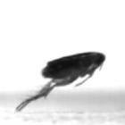 Impressionante filme de alta velocidade mostrando o pulo de uma pulga