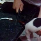 amputando_o_rabo_do_cachorro