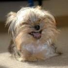 fotografias_fofinhas_de_cachorros_felizes_para_alegrar_seu_dia