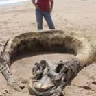 criatura_desconhecida_de_quase_10_metros_e_encontrada_em_praia