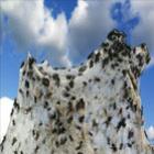 milhoes_de_aranhas_deixam_paisagem_branca_na_australia