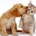 as_16_imagens_mais_animais_que_voce_vera_hoje_