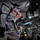 cao_e_visto_dirigindo_onibus_de_dois_andares_e_20_toneladas_na_australia