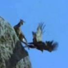 Águias capturam cabritos em cima de penhascos