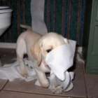 caes_gatos_e_papel_higienico