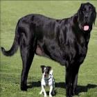 Os maiores Cães do Mundo