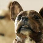 semana_origem_de_expressoes_com_animais__parte_5