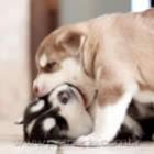 ringue_canino_como_prevenir_brigas_entre_caes_